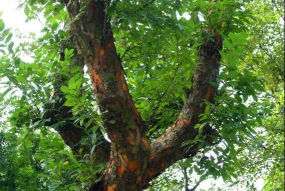 榔榆炭疽病的症状及防治