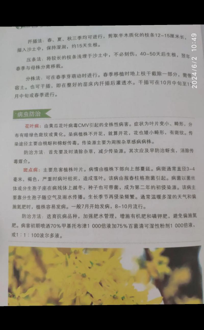 家庭养花用生根粉