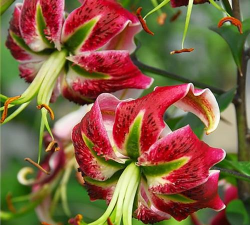 黑美人百合怎么种植方法