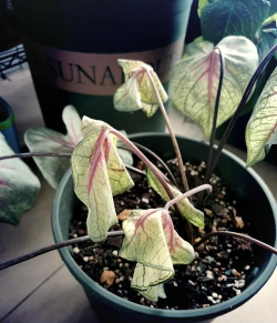 彩叶芋叶子卷曲怎么回事