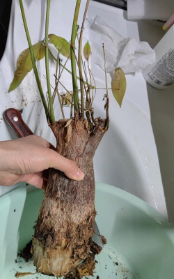 家庭养花用生根粉