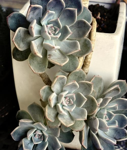 红粉佳人多肉怎么长得快