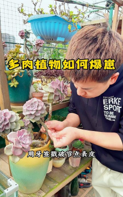 家庭养花用生根粉