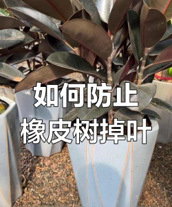 橡皮树掉光叶子怎么补救