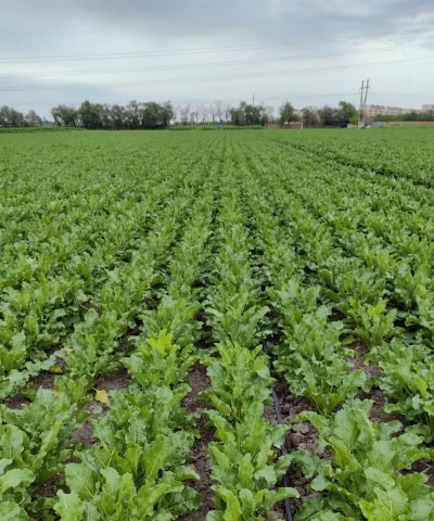 甜菜产地什么地区
