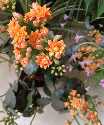 家庭养花用生根粉