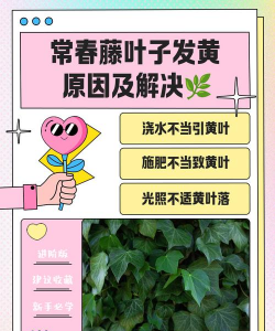长春藤黄叶子怎么办