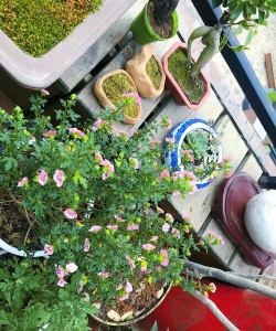 家庭养花用生根粉