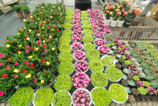 家庭养花用生根粉