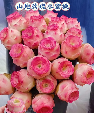 山地玫瑰化水怎么办呢