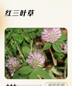红花三叶草怎么吃