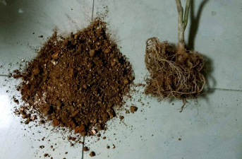 家庭养花用生根粉