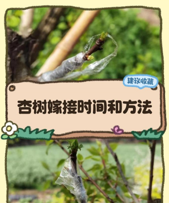 银杏树架接接枝怎么选