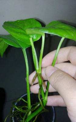 家庭养花用生根粉