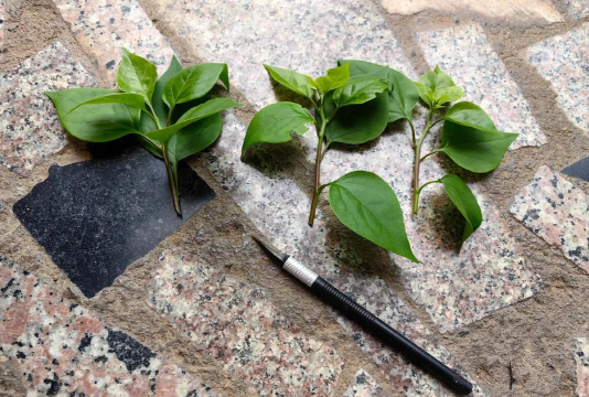 家庭养花用生根粉