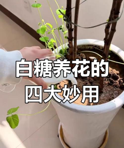 家庭养花用生根粉