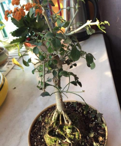 家庭养花用生根粉