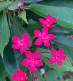 琴叶珊瑚不长根怎么办