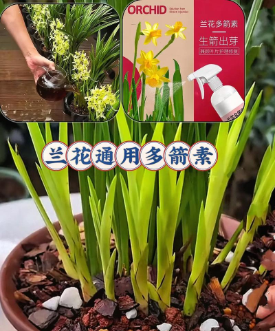 家庭养花用生根粉