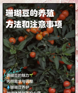 珊瑚豆怎么养殖可以掐尖吗