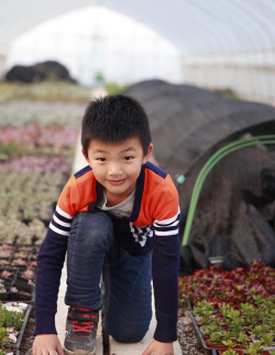 家庭养花用生根粉