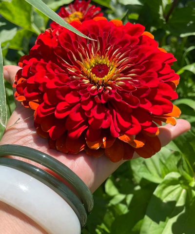 家庭养花用生根粉