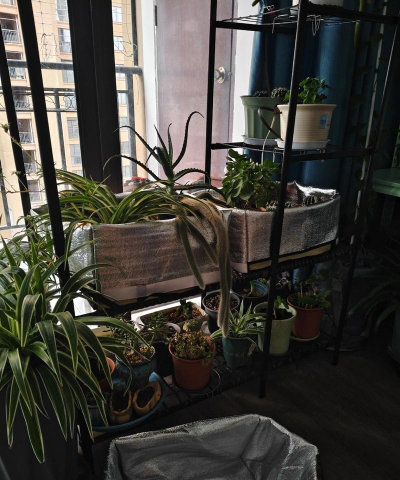 家庭养花用生根粉