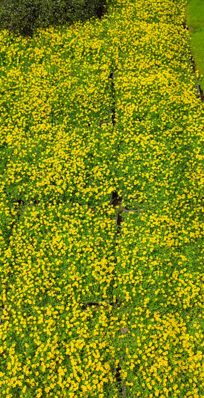 什么花草能做草坪
