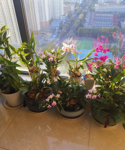 家庭养花用生根粉