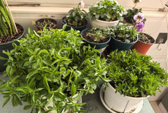 家庭养花用生根粉