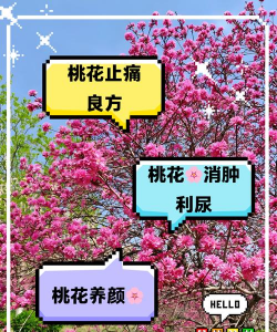 杨桃花养花知识