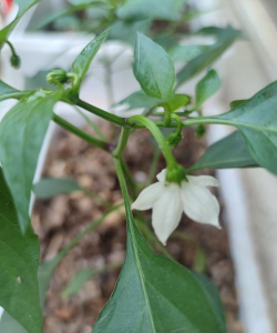 不会养花改种辣椒