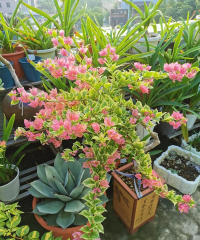 家庭养花用生根粉