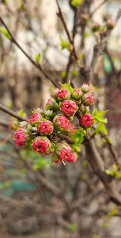 榆梅冬天长叶子怎么办