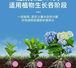 家庭养花用生根粉