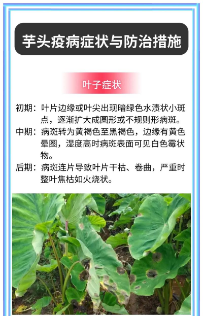 花芋得黄锈病怎么办