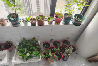 家庭养花用生根粉