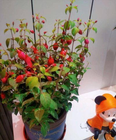 家庭养花用生根粉