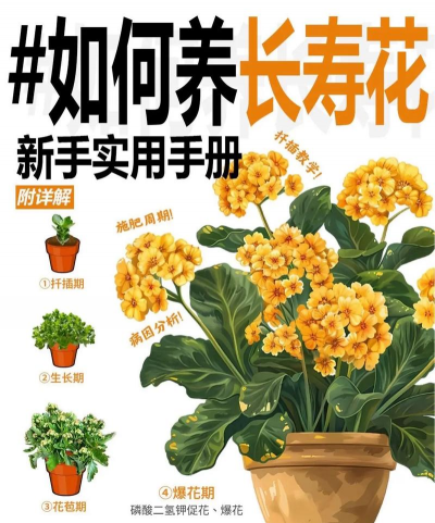 家庭养花用生根粉