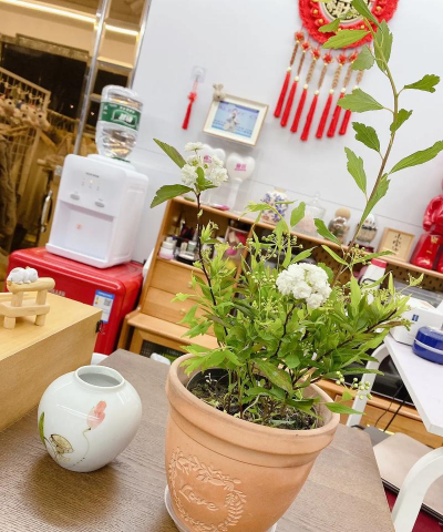 家庭养花用生根粉