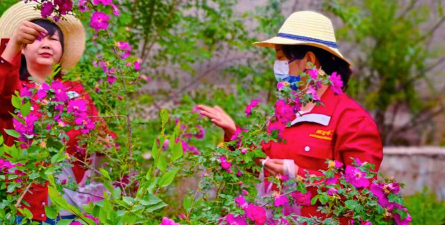 家庭养花用生根粉