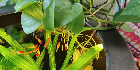 家庭养花用生根粉