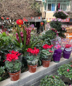 家庭养花用生根粉