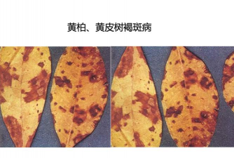 黄柏、黄皮树褐斑病的防治方法