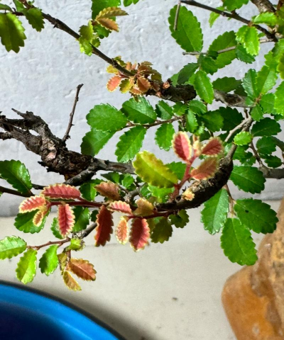 榔榆什么季节发芽