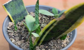 家庭养花用生根粉