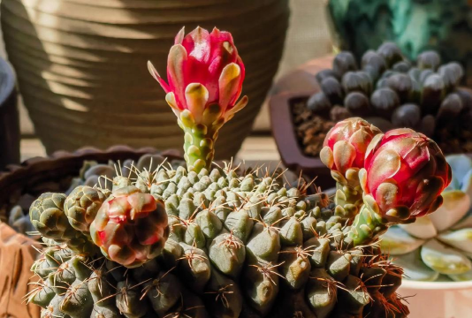 家庭养花用生根粉