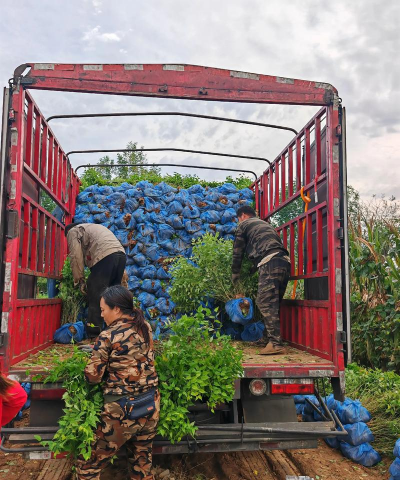 家庭养花用生根粉