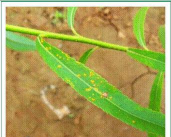 垂柳锈病的症状及防治