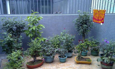 家庭养花用生根粉